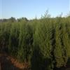 江蘇蜀檜30---350公分高