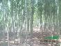 銷售金絲柳 金絲垂柳 香花槐 北京楊 支撐桿 速生楊
