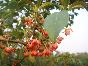紅茴香報(bào)價(jià)/浙江紅茴香報(bào)價(jià)