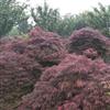 紅楓1行情報(bào)價(jià)\紅楓1圖片展示