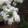 大量出售各種規(guī)格的流蘇.（又名白塊子或油根子）桂花優(yōu)質(zhì)低價，