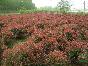 紅葉石楠球行情報價\紅葉石楠球圖片展示