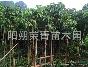 2公分-10公分直徑秋楓出售