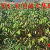 黃菠蘿苗、遼寧黃菠蘿、黃菠蘿基地、黃柏苗價(jià)格