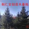 云杉樹價(jià)格、遼寧云杉基地、東北云杉樹