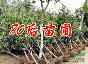 浙江桂花樹(shù)價(jià)格，湖南桂花價(jià)格