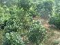 湖南茶花2介紹