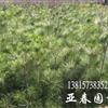 黑松，黑松種子，黑松種苗，別名：白芽松，松樹 