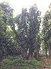 榕樹（紅榕） 編號：8594