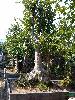 紫薇盆景 國(guó)內(nèi)最大的紫薇樹(shù)樁基地