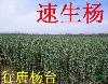 速生楊107 108