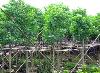 福建黃花槐袋裝苗