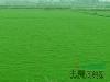 句容草坪基地直銷優(yōu)質(zhì)天堂草