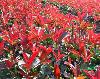 江蘇紅葉石楠插枝 江蘇紅葉石楠價(jià)格 徐州紅葉石楠