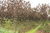 紅葉李10-12公分