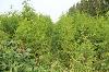 池杉3-4公分