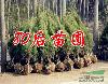 蜀檜小苗2013價(jià)格報(bào)價(jià)信息