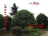 桂花，15CM桂花，湖南桂花，瀏陽桂花