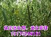 河北速生柳/速生柳價(jià)格/速生柳行情/速生柳特征