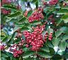山東大紅袍花椒苗【圖片】大青皮花椒苗