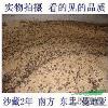 紅豆杉種子Б男方紅豆杉種子！男方紅豆杉種子價格  介紹