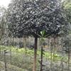 成都高桿桂花 10公分 12公分 15公分 成都西蜀園林