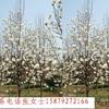江西白玉蘭基地批發(fā)、九江白玉蘭價(jià)格、江西白玉蘭供應(yīng)商|