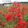 美國(guó)紅火箭紫薇、美國(guó)紅火球紫薇、女兒紅紫薇當(dāng)年生小苗