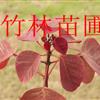 供應(yīng)紅葉烏桕籽播苗