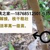 供應(yīng)大量已嫁接奉化水蜜桃湖景玉露、瓊漿玉露