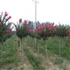 常年供應(yīng)百日紅小苗、紫荊小苗等各類(lèi)綠化小苗