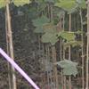 大量出售法桐1~4米優(yōu)質(zhì)樹(shù)苗
