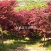 紅楓價格 四明山紅楓 紅楓基地