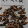 提供紅楓種子 桂花種子 紅豆杉種子欒樹(shù)種子