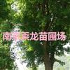 4公分櫸樹