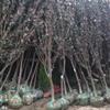 紅葉李D3-6公分