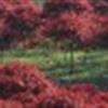 紅楓