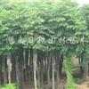 湖南黃山欒樹2信息