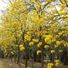 供應(yīng)；黃花風(fēng)鈴木