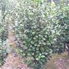 精品茶花80-300蓬型