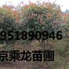 3公分高桿紅葉石楠價(jià)格