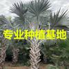 桿高3米 自然高度 5.5米 霸王棕價(jià)格 椰子樹 棕櫚樹（價(jià)格1300元）