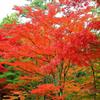 紅楓價格詳情/紅楓2015報價