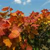 江蘇南通“紅霞楊”工程苗（金紅楊丹紅楊彩楊黃紅楊）