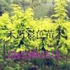 金葉水杉低價(jià)_湖北金葉水杉最新價(jià)格_巢湖金葉水杉種植技術(shù)