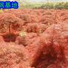 低價(jià)專供:紅楓/櫻花/五針?biāo)? /></a></dt>
                                            <dd><a href=