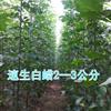 速生白蠟