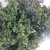 廣玉蘭出售 價格優(yōu)惠