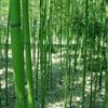 淡竹