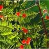 大量供應(yīng)紅豆杉，規(guī)格齊全 保質(zhì)保量